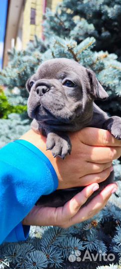 Мальчик французский бульдог