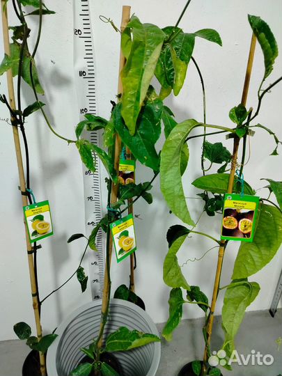 Маракуйя, питахайя