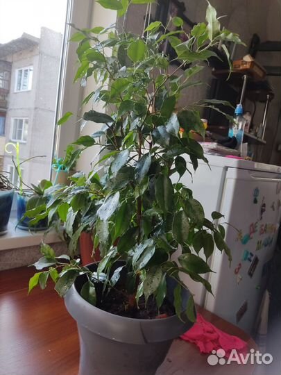 Фикус бенджамина