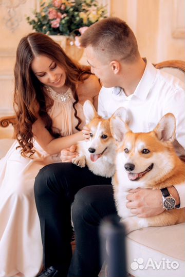 Фотосессия с Вельш Корги Пемброк