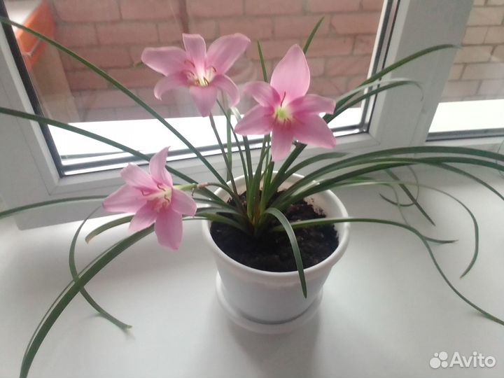 Домашний цветок зефирантес