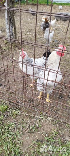 Петухи молодые