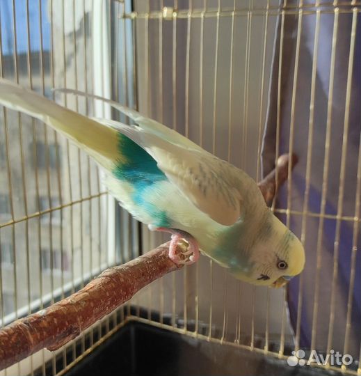 Попугай с клеткой