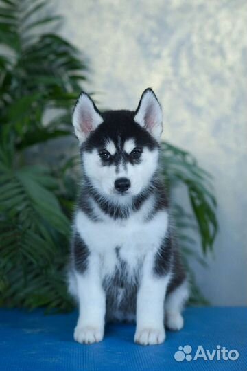 Сибирский хаски