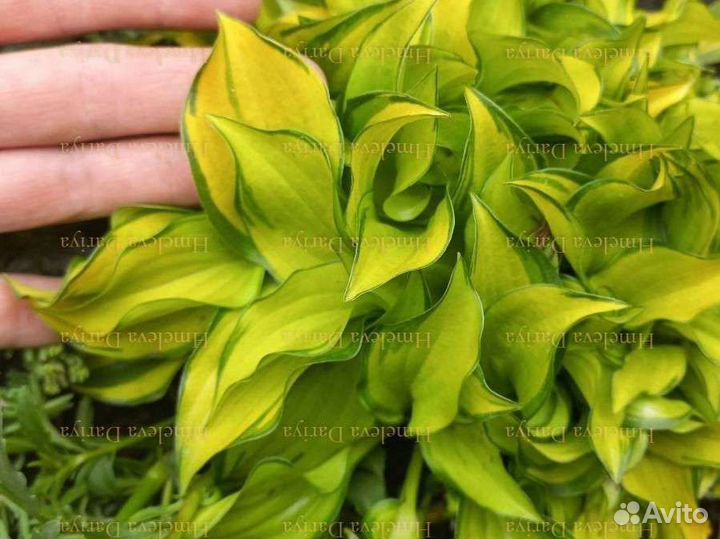 Многолетние растения для сада