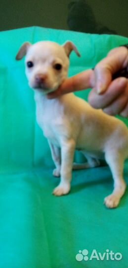 Продам щенков той-терьера