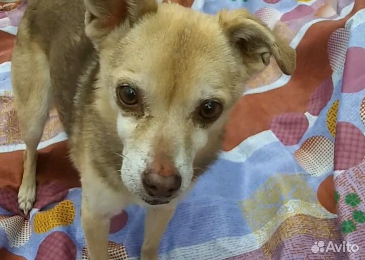 Левретка (Помесь)