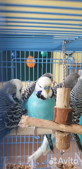 Выставочный волнистый попугай