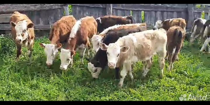 Бычки - тёлочки