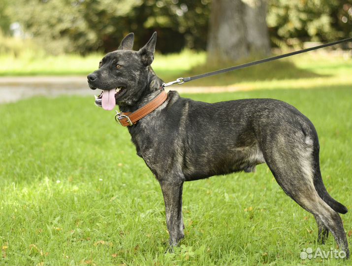 Собака Ким ищет семью