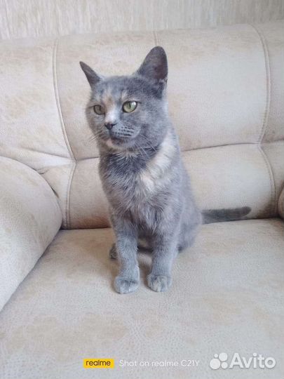 Котенок девочка в добрые руки