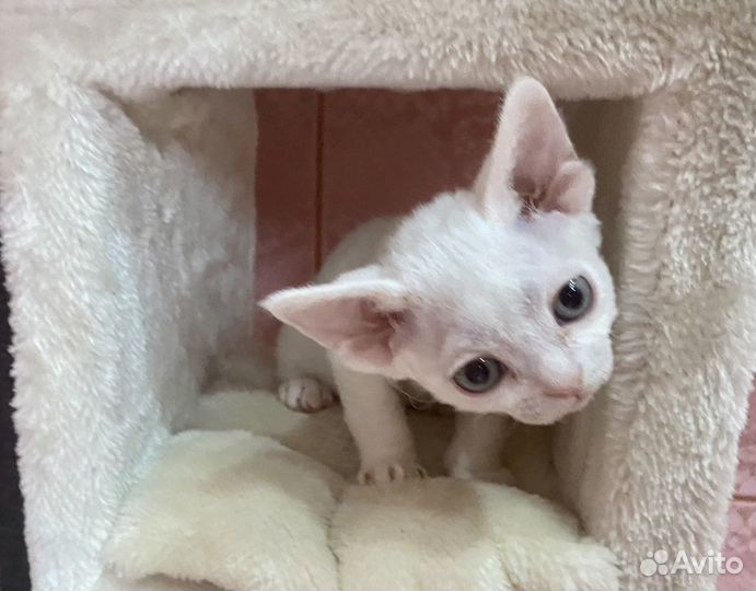 Девон-рекс кошечки в лукошечке