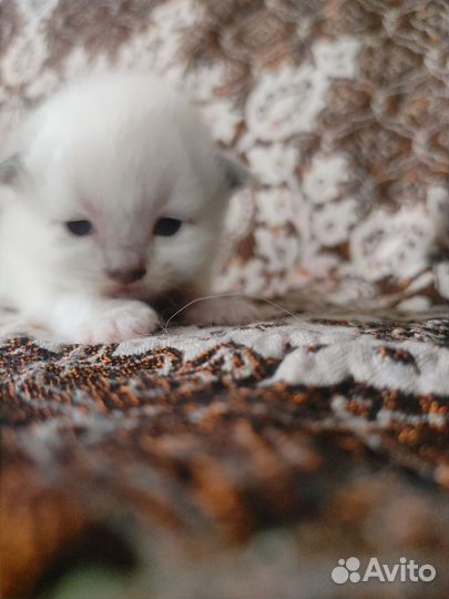 Котенок Священной Бирмы