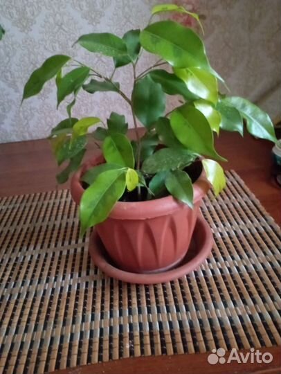 Бенджамина