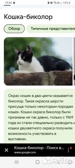 Котенок.подросток
