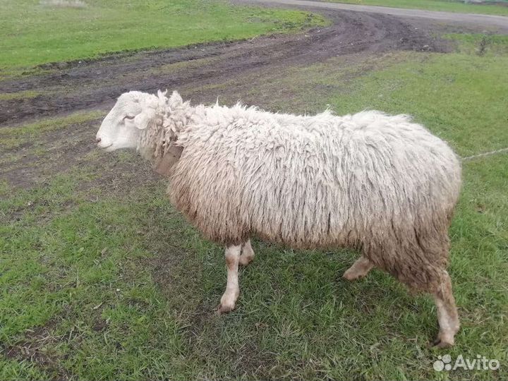 Овцы бараны