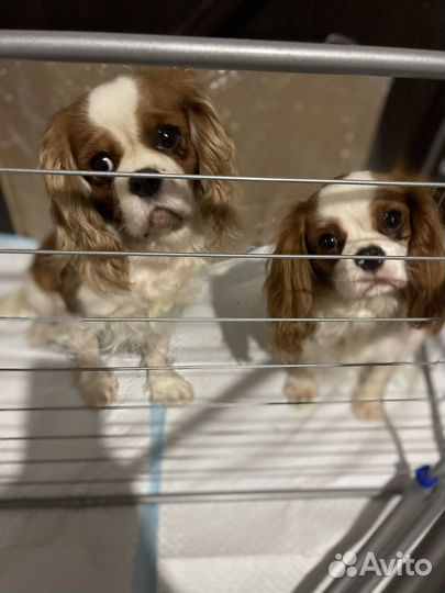 Кавалер кинг чарльз Спаниель