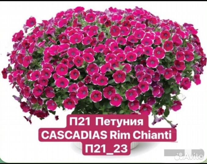 Рассада петунии Тайдал каскадно-ампельная