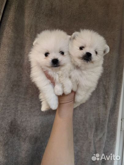 Белые медвежата