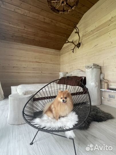 Немецкий шпиц