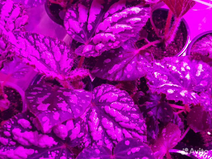 Бегония Полярная ночь