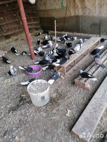 Голуби николаевские