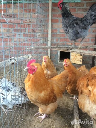 Петух орпинтонг