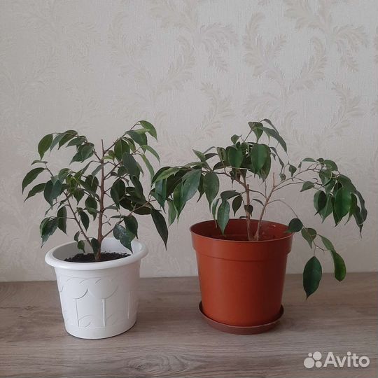 Фикус бенджамина