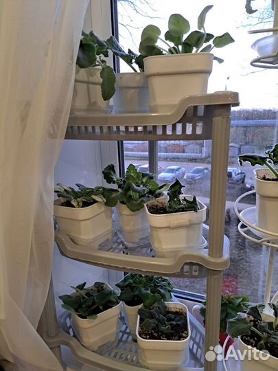 Домашние растения