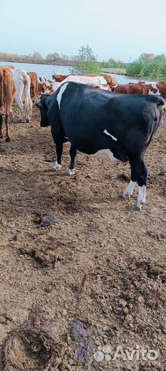 Карова стильный