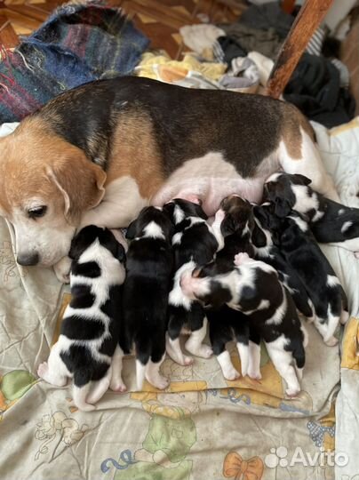 Щенки бигль