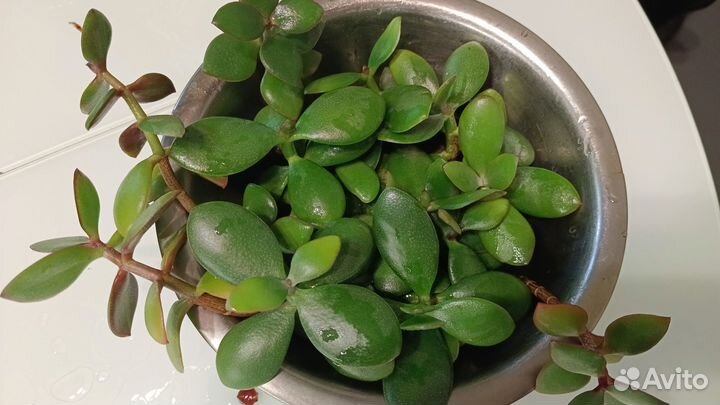 Крассула, Толстянка, денежное дерево