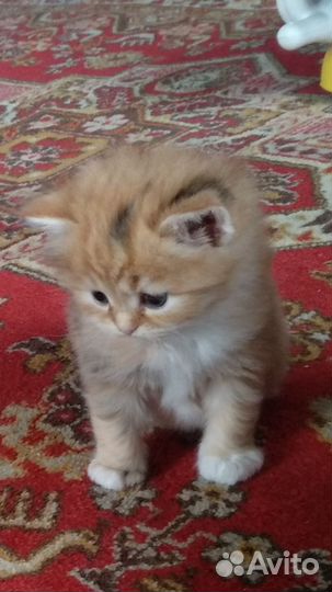 Кошки в добрые руки