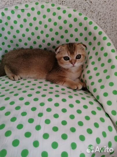 Котик и кошечка золотая шиншилла. Доставка