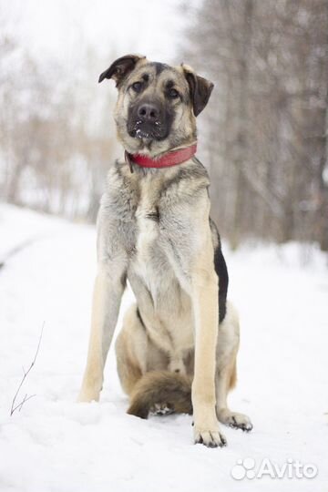 Скромная собака в дар