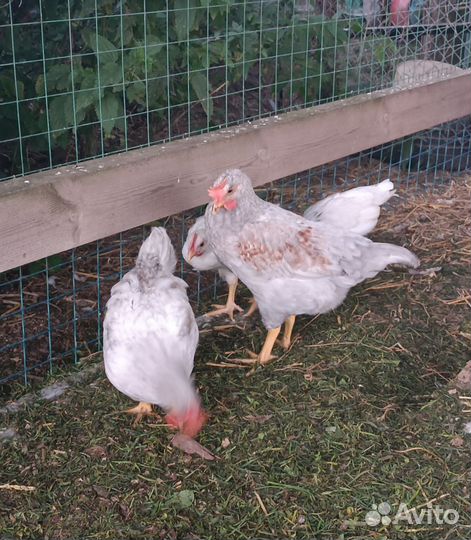 Петушки доминант, 2 месяца