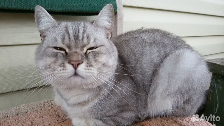 Кот ищет дом