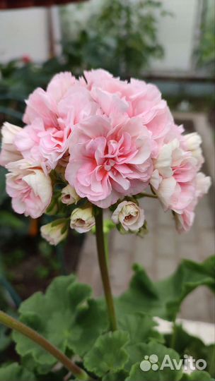 Герань пеларгония Ириол -Итернайт