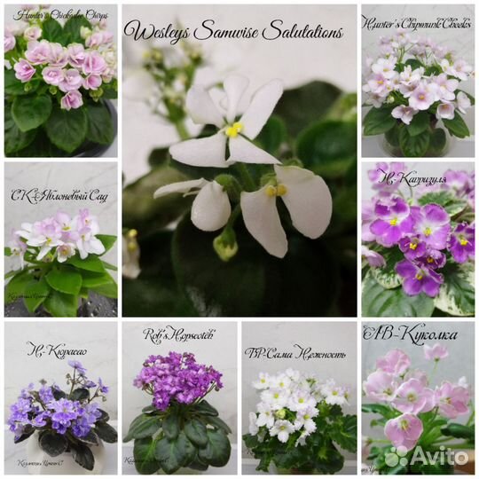 Фиалки мини лист на срез