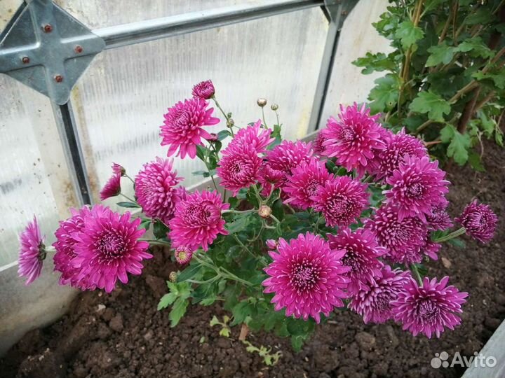 Хризантемы и герани, букеты