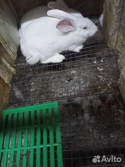 Продам кролика белый паннон