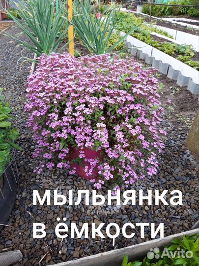 Растения для сада