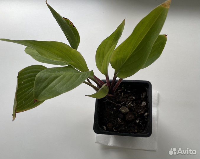 Хоста Фёрст блаш (first blush)