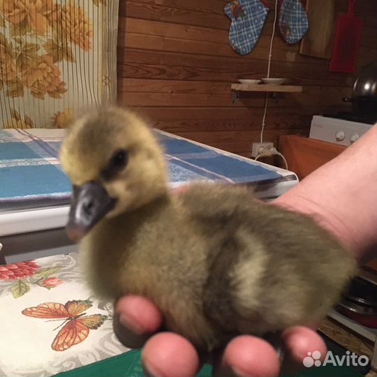 Гусь крупный серый на племя