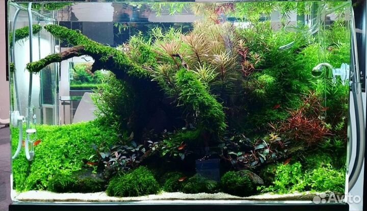 Оформление аквариумов,консультации,коряги