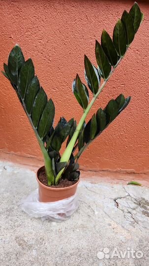 Замиокулькас вариегатный чёрный изумруд