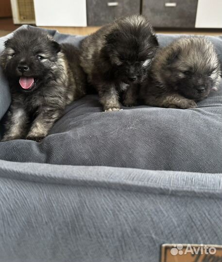 Вольфшпиц кеесхонд -внуки чемпиона Америки