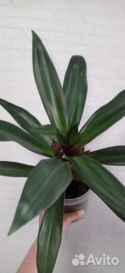 Традесканция Рео 1 литр