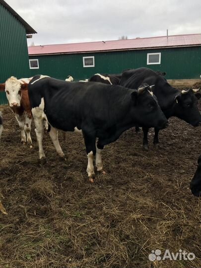 Корова дойная, бык, телята