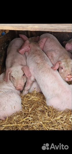 Поросенок ландрас и белая крупная